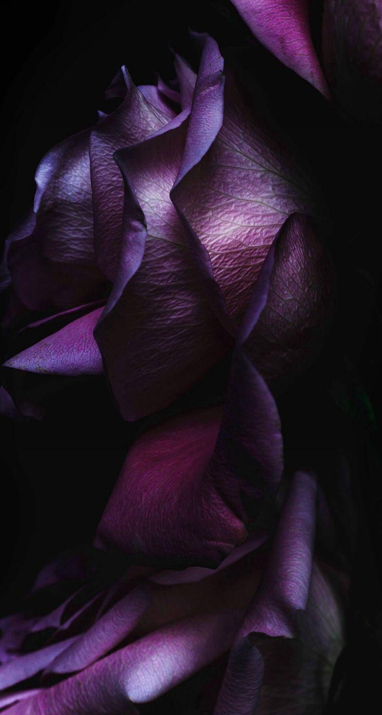Noble Elegant Dark Rose Petal Macro iPhone se Wallpaper Download