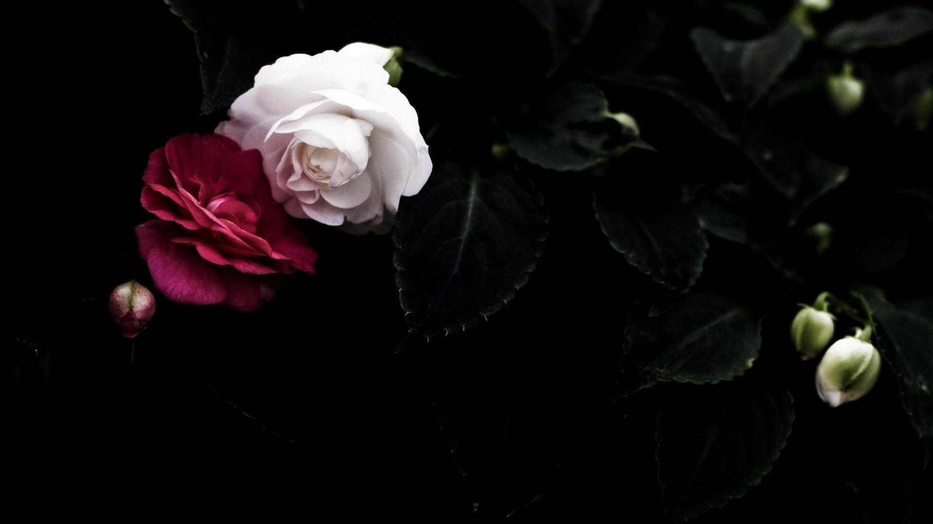 flowers, Rose, Dark Wallpaper HD / Desktop and Mobile Background