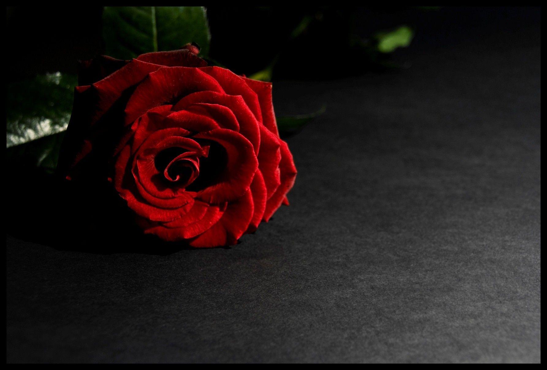 Dark Rose Symphony Flower Red Trees Wallpaper Flower HD 16:9