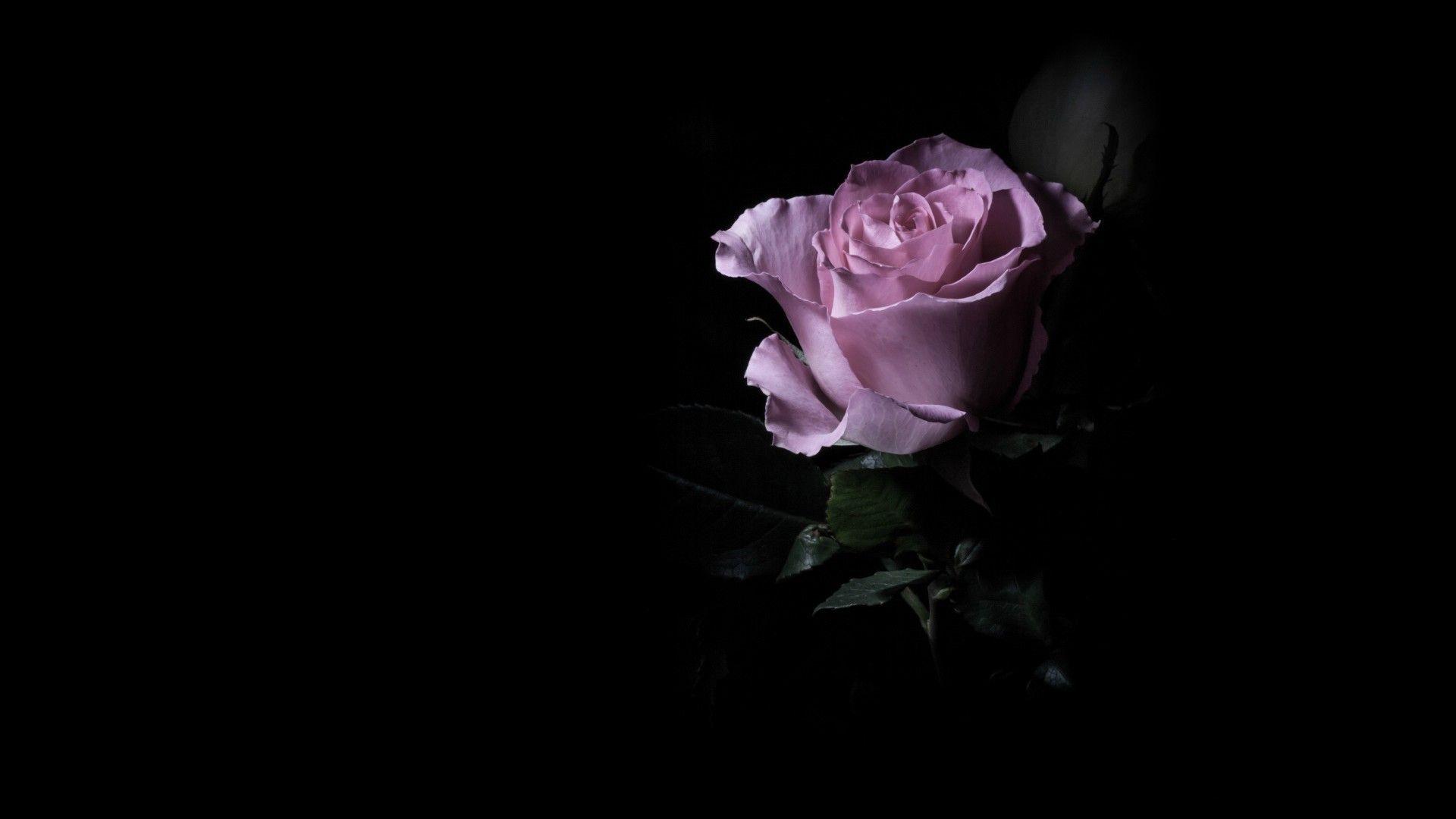 Free download Purple rose in the dark wallpaper and image wallpaper picture [1920x1080] for your Desktop, Mobile & Tablet. Explore Dark Purple Wallpaper. Purple Wallpaper Background, Purple And Black