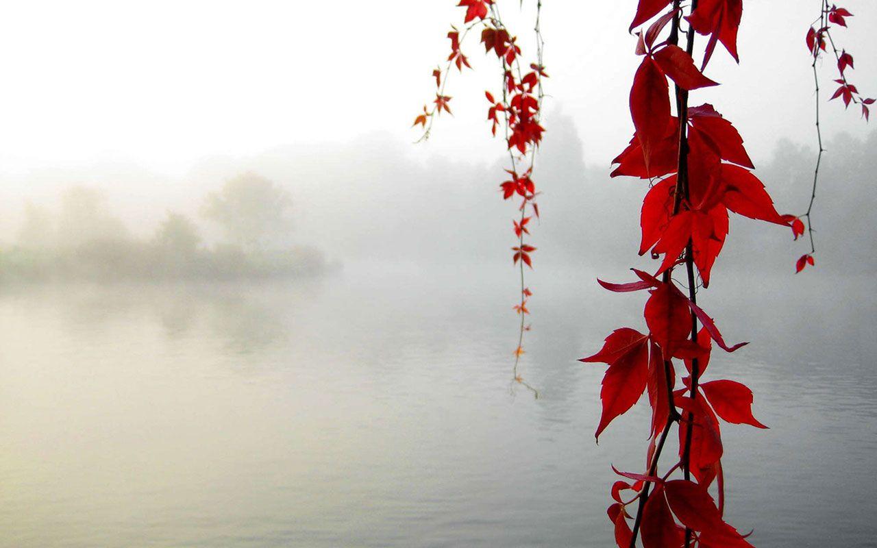 Tranquil lake and red leaves － Landscape Wallpaper