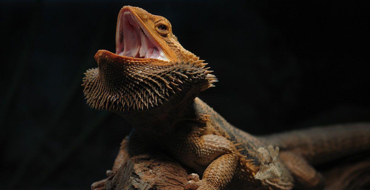 entries in Bearded Dragon Wallpaper group