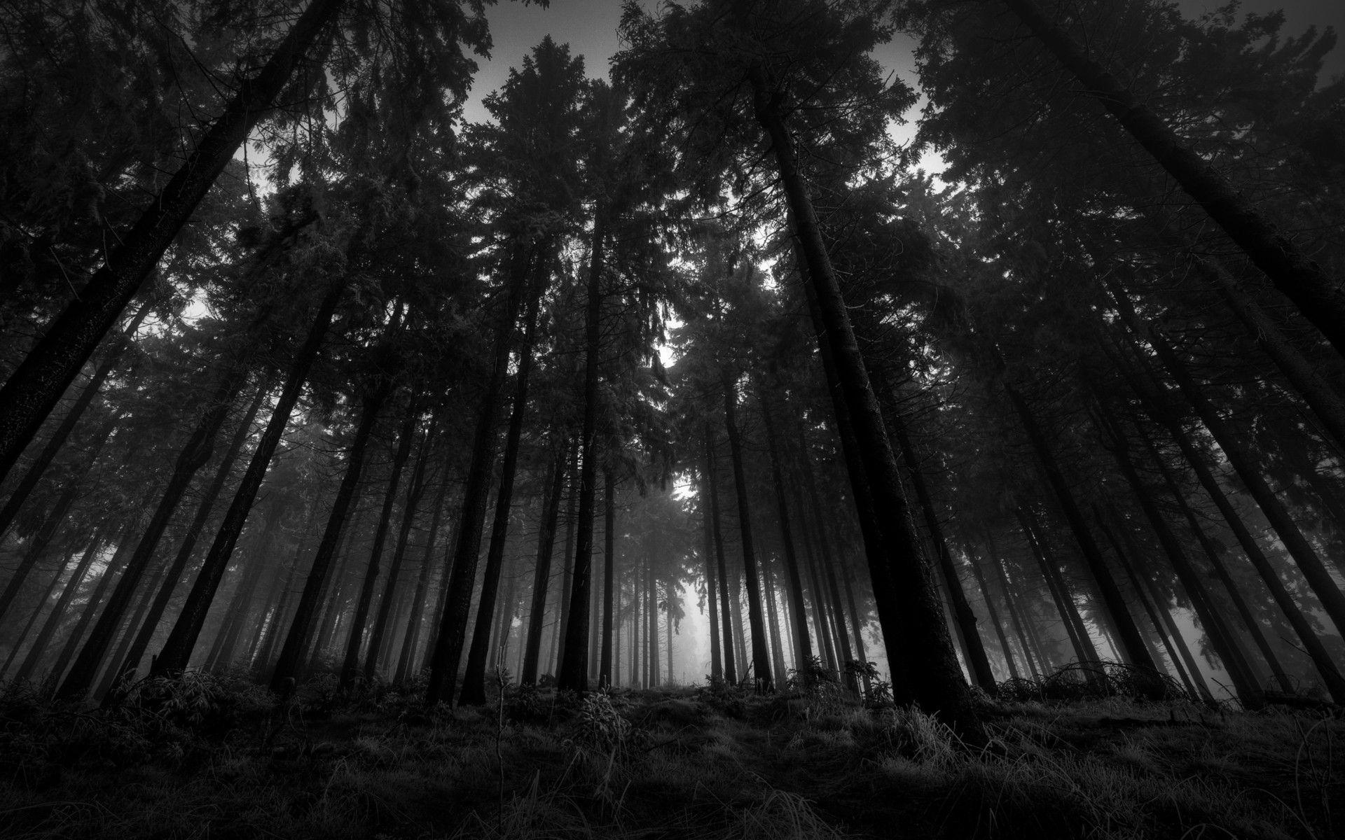 Black And White Landscapes Nature Trees
