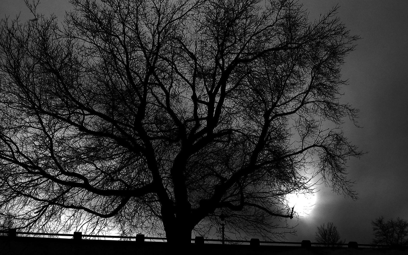 Trees: Grayscale Nature Dark Monochrome Trees Black Wallpaper