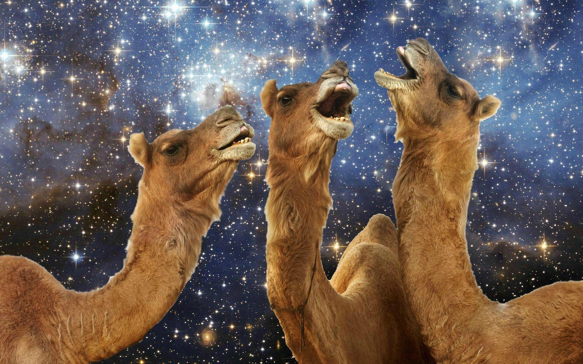 Llama laughing wallpaper. PC