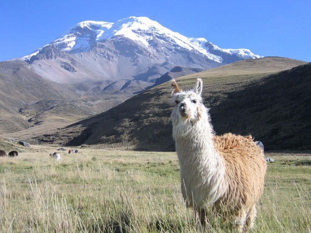 Funny Looking Llamas Wallpaper Cool HD. I HD Image