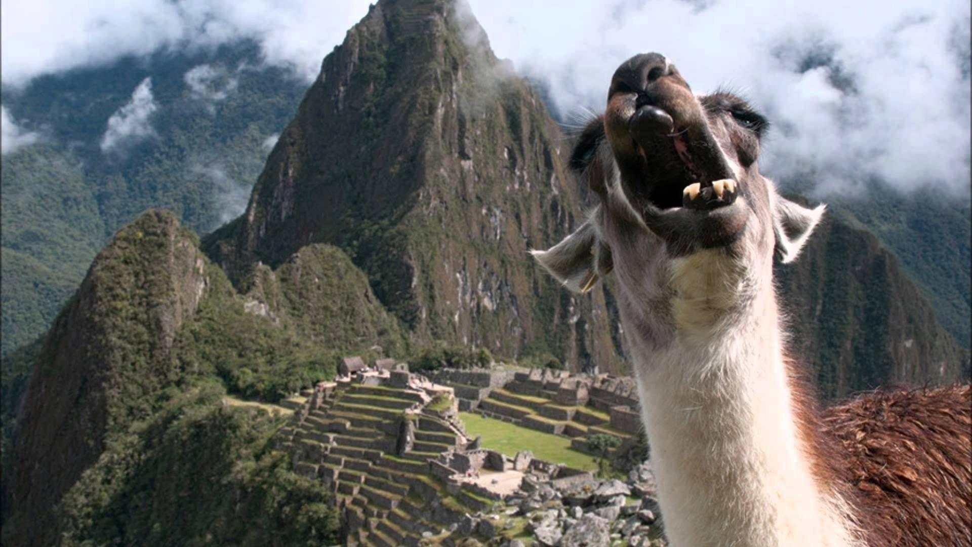 Llama HD Wallpaper
