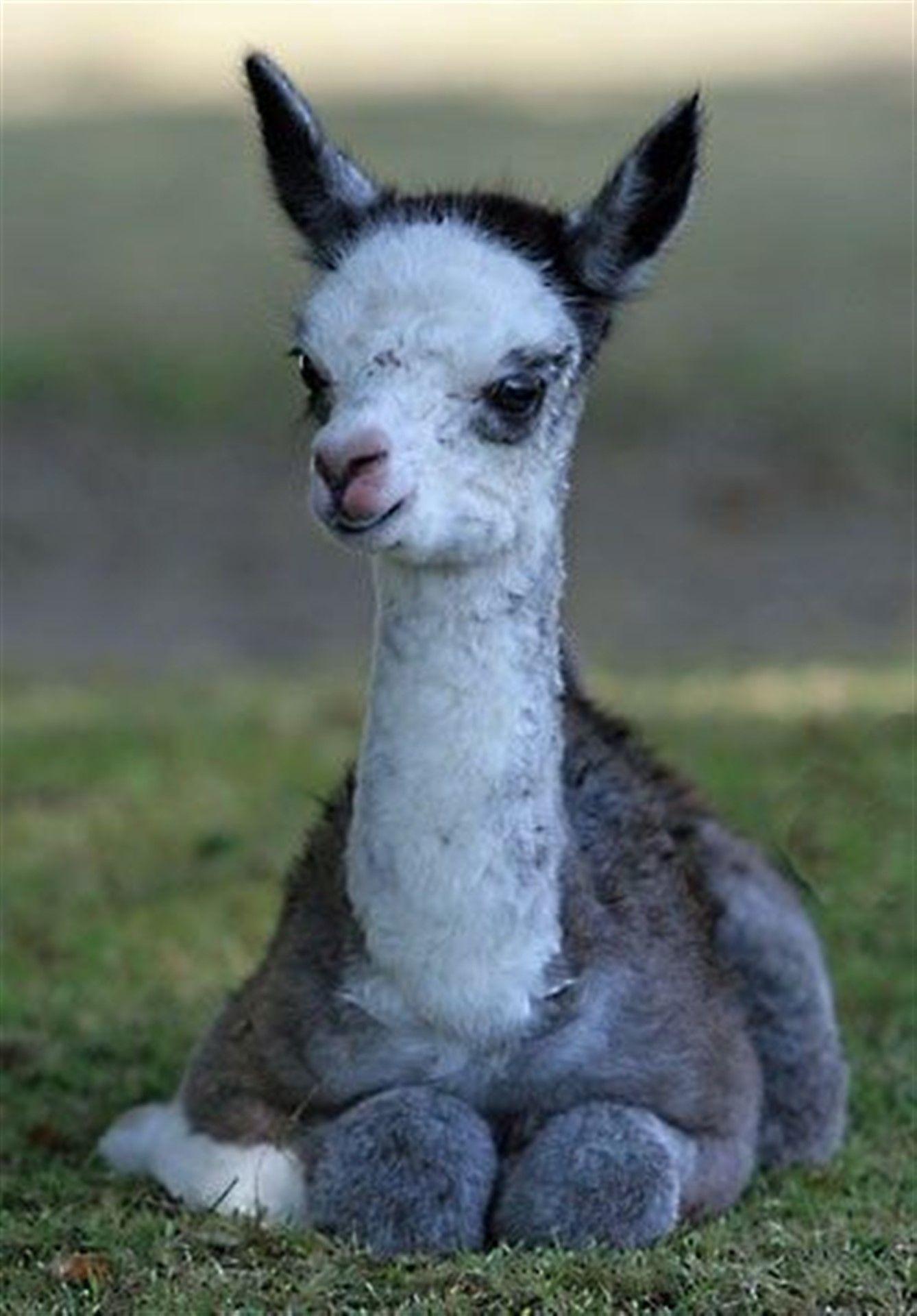 Baby llamas Wallpaper Baby llama Babies and Llamas. HD
