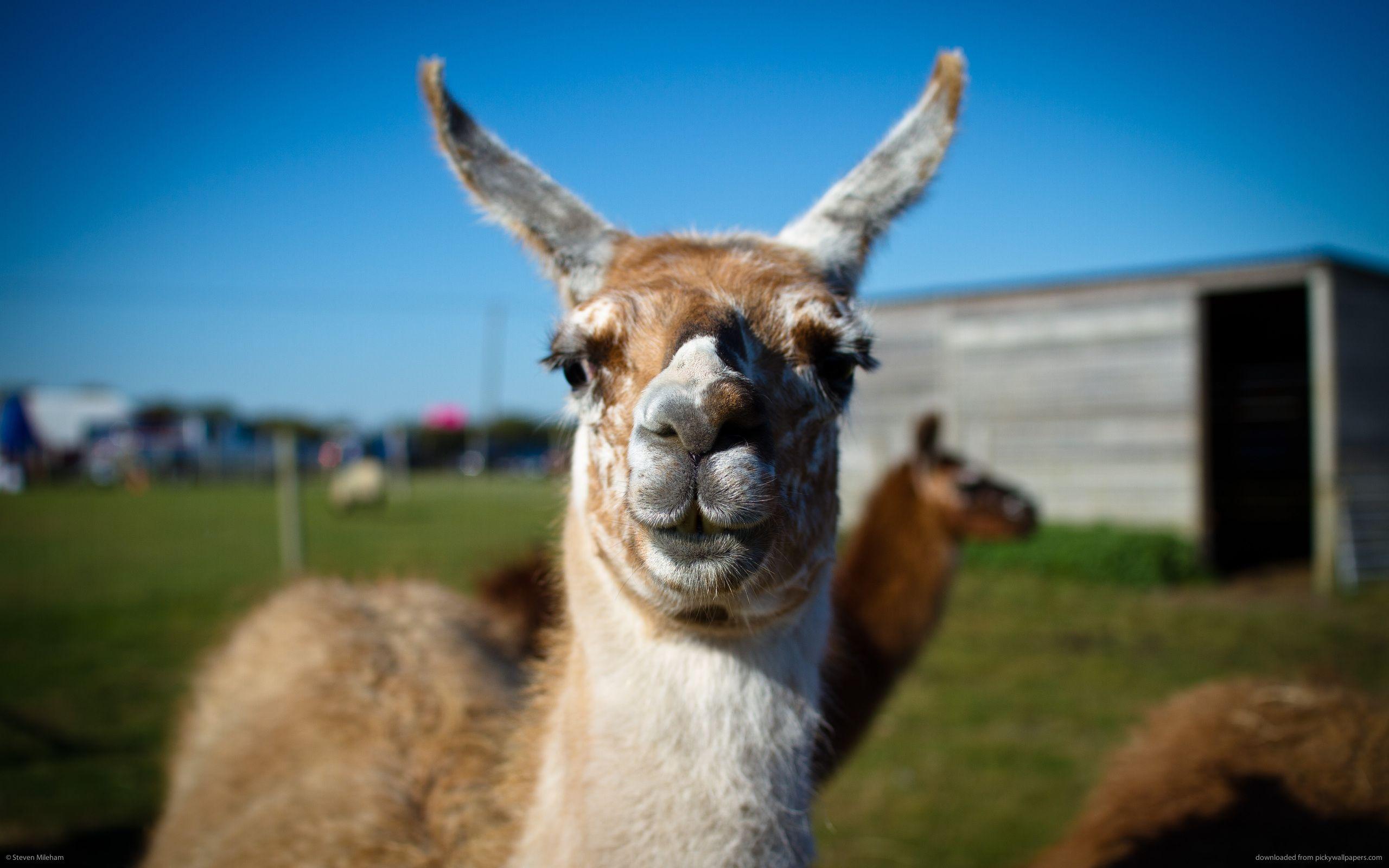 Llama