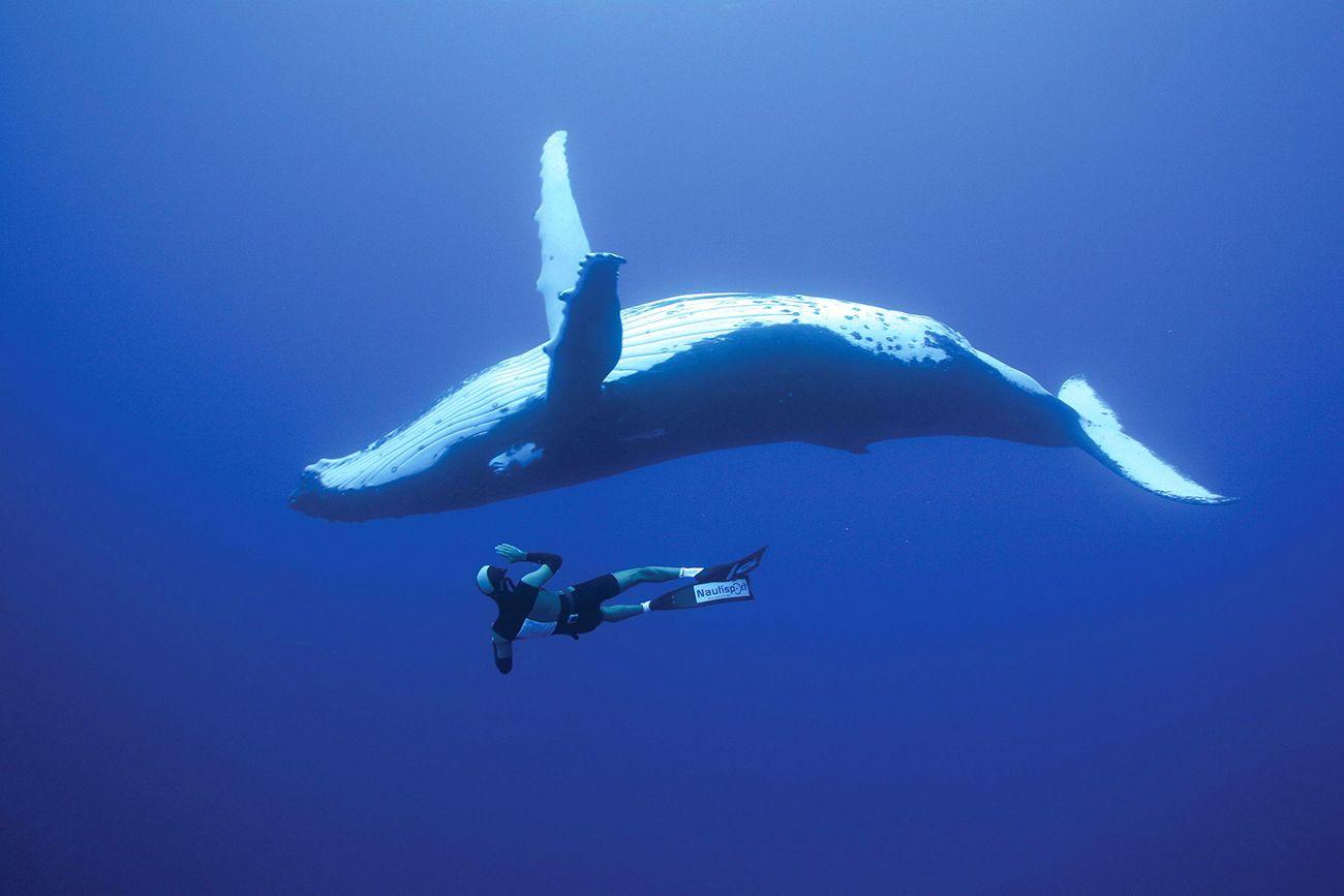 Bucket List, Dive With Whales in The Kingdom of Tonga