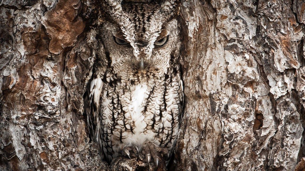 Wallpaper National Geographic, 4k, HD wallpaper, Owl, Hidden, Tree