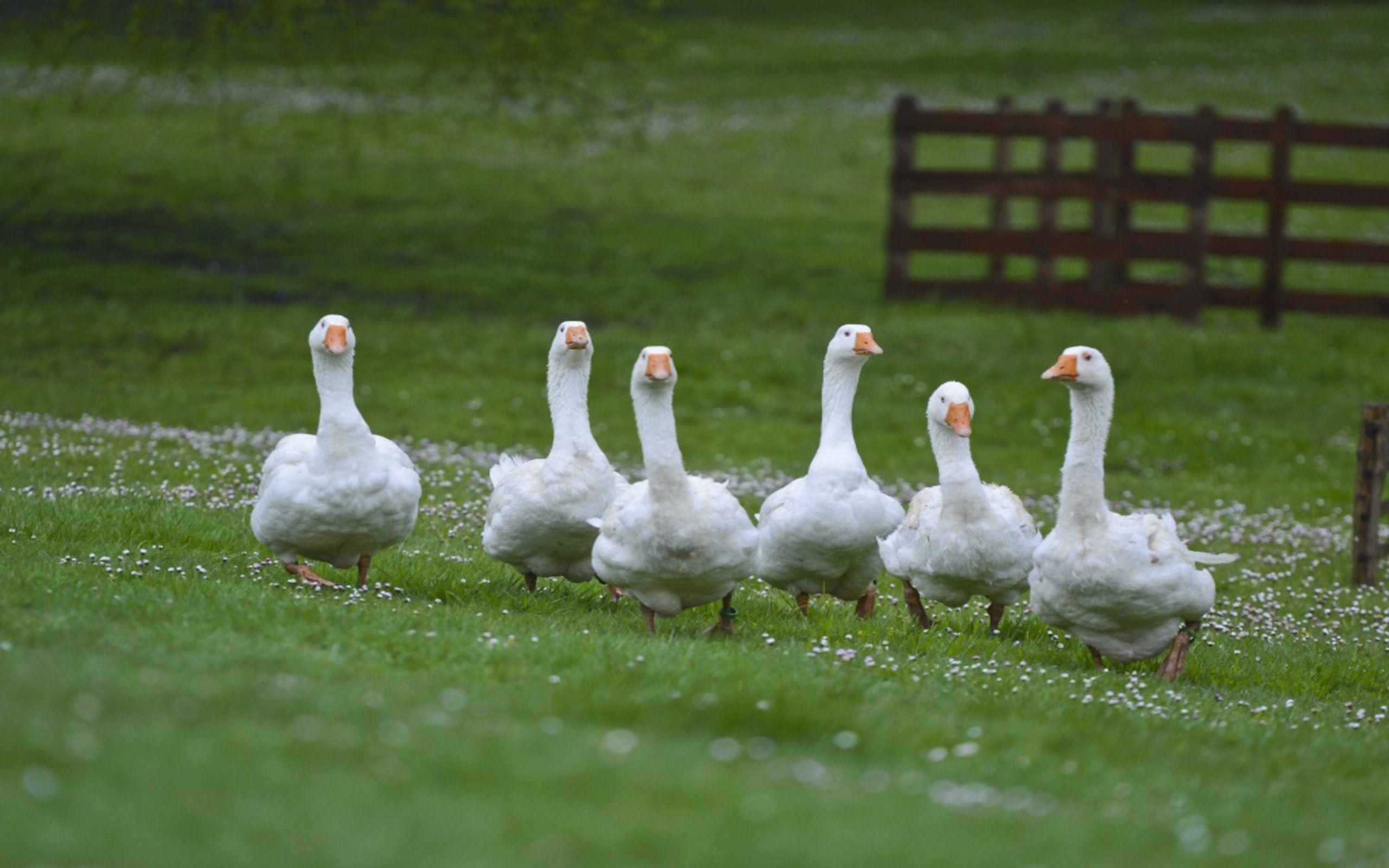 Angry White Goose