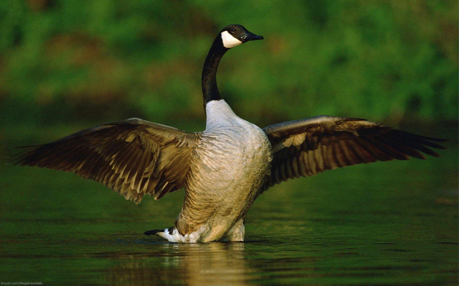 Goose Full HD Wallpaper and Backgroundx1200