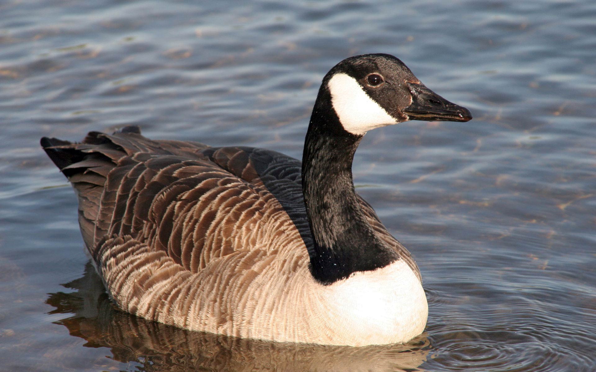 canada geese wallpaper for computer