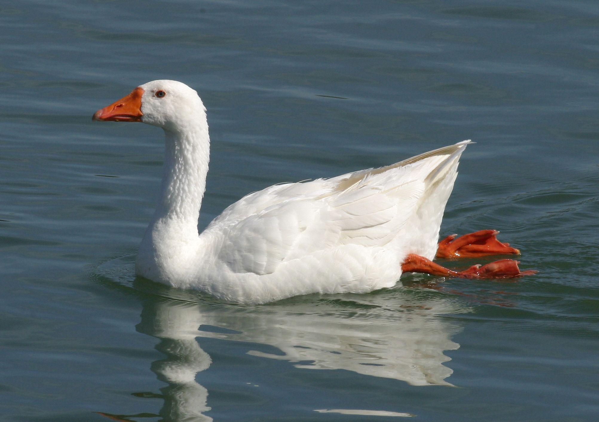 Computer Backgrounds Snow Goose