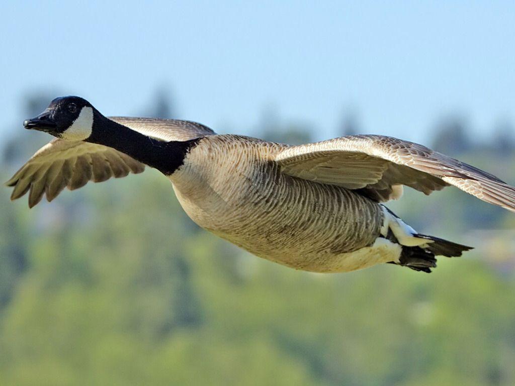 Canadian Goose