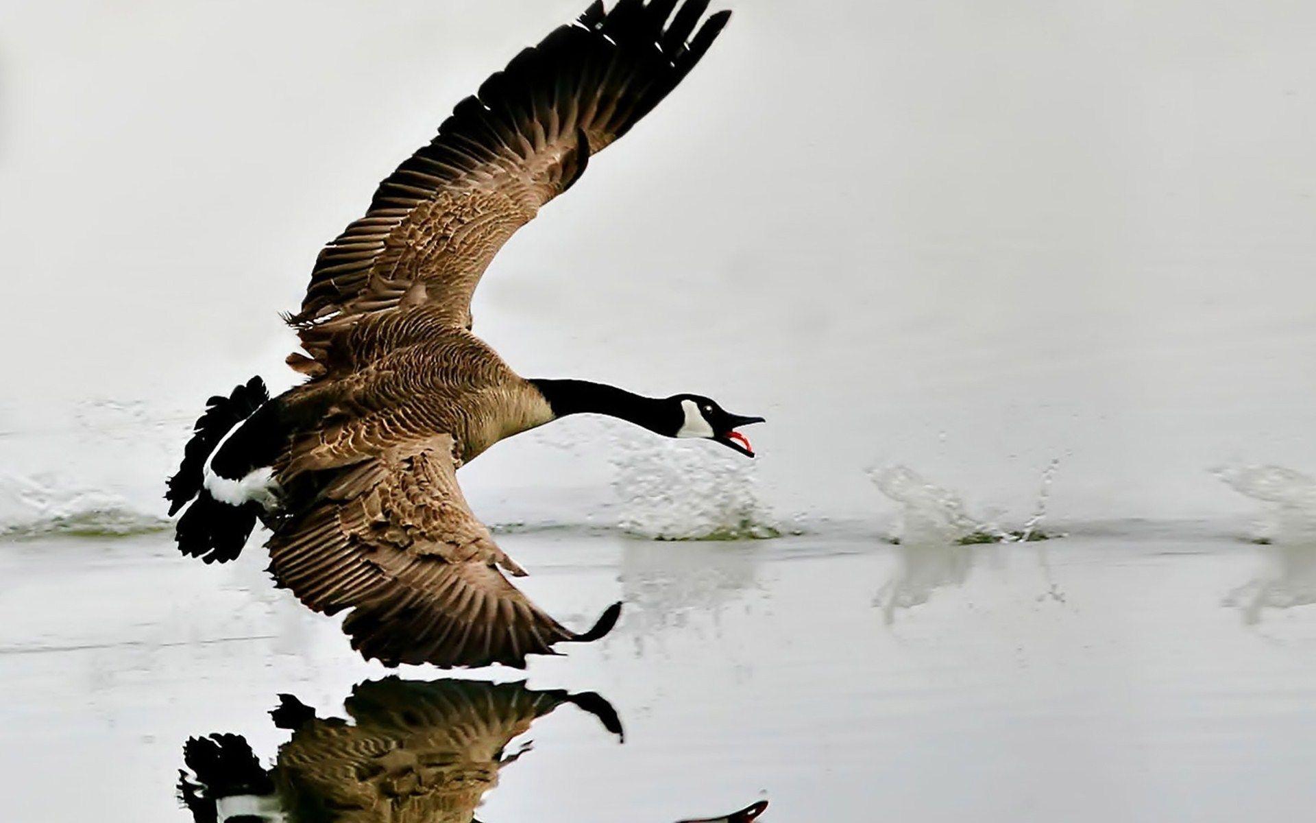 Canada Goose HD Wallpaper