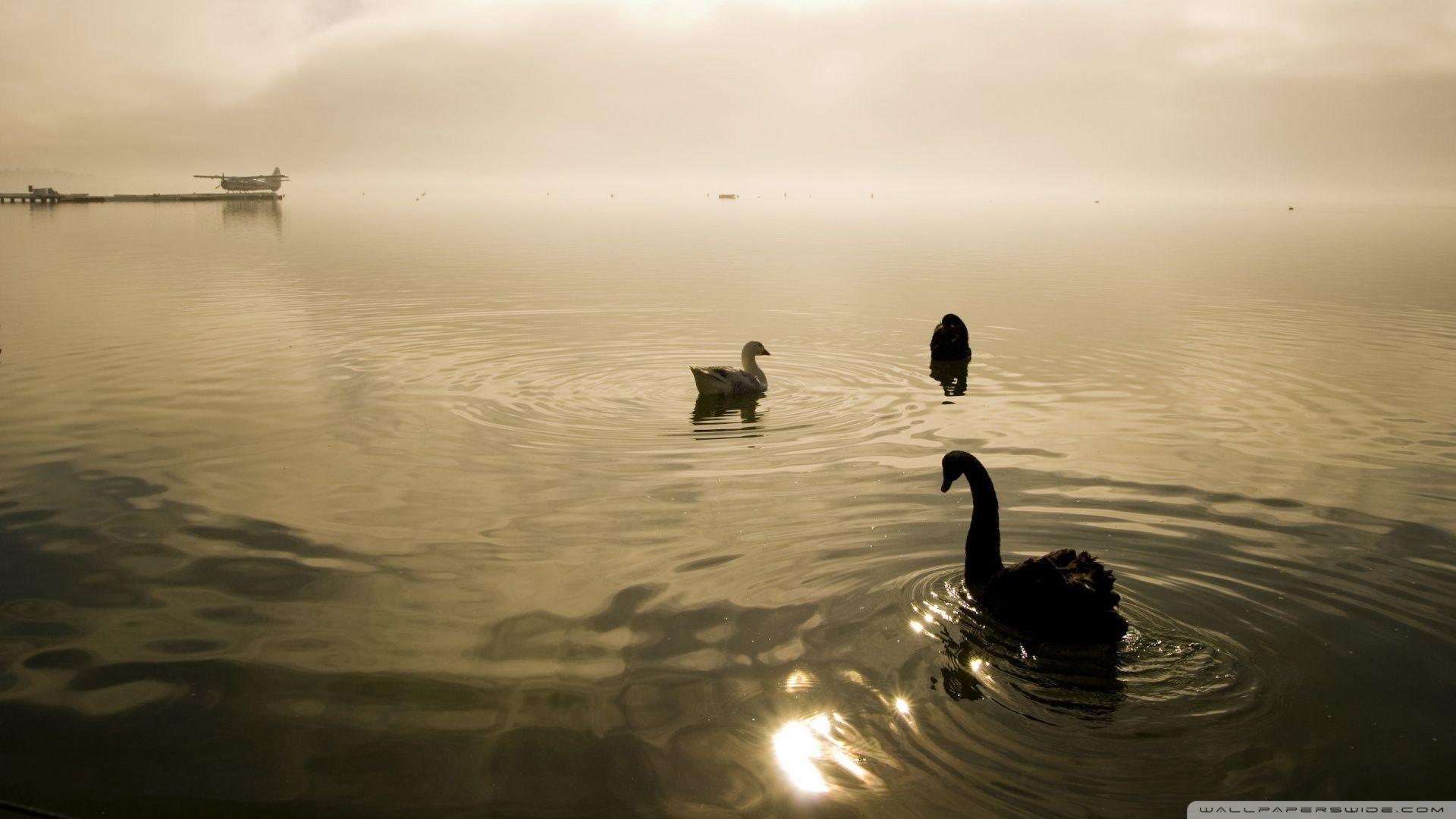 Two Swans And A Goose HD desktop wallpaper, High Definition