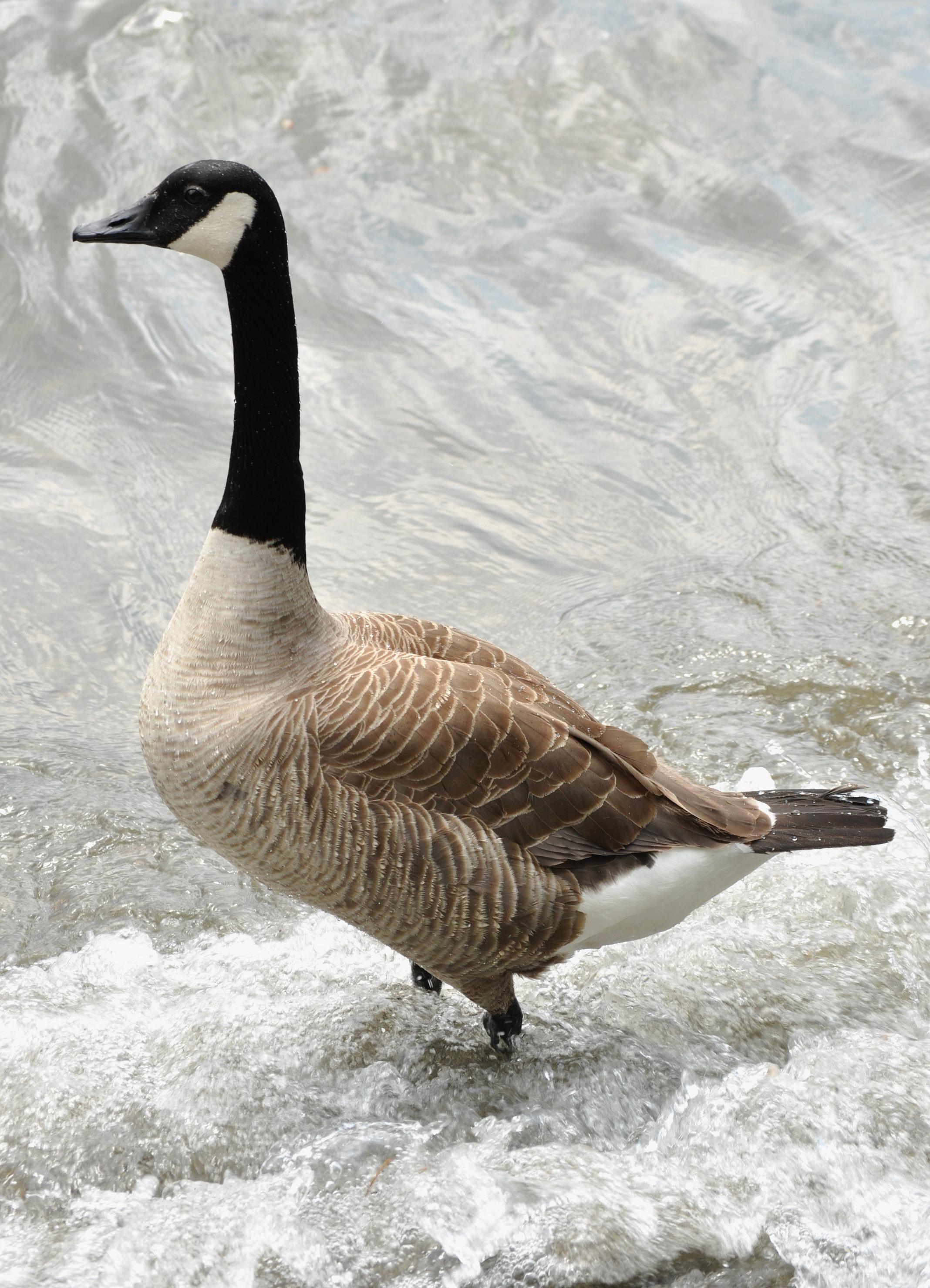 Goose Wallpaper HD Download