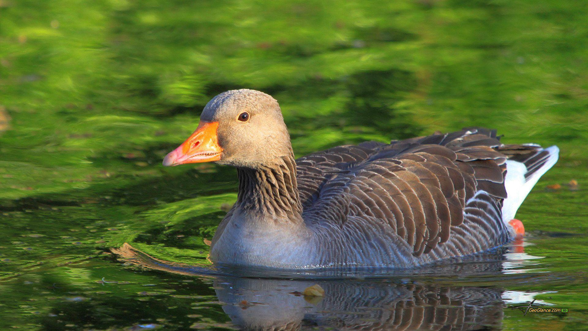 Goose Desktop Greylag Background Photo