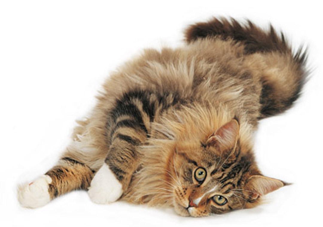 Funny Maine Coon photo and wallpaper. Beautiful Funny Maine Coon
