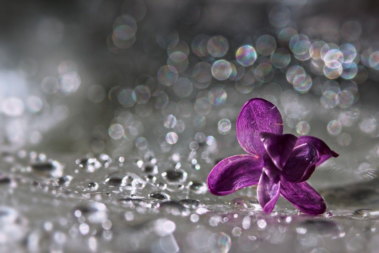 Flowers: Star Dreamer Luiza Drops Purple Petal Silver Flower