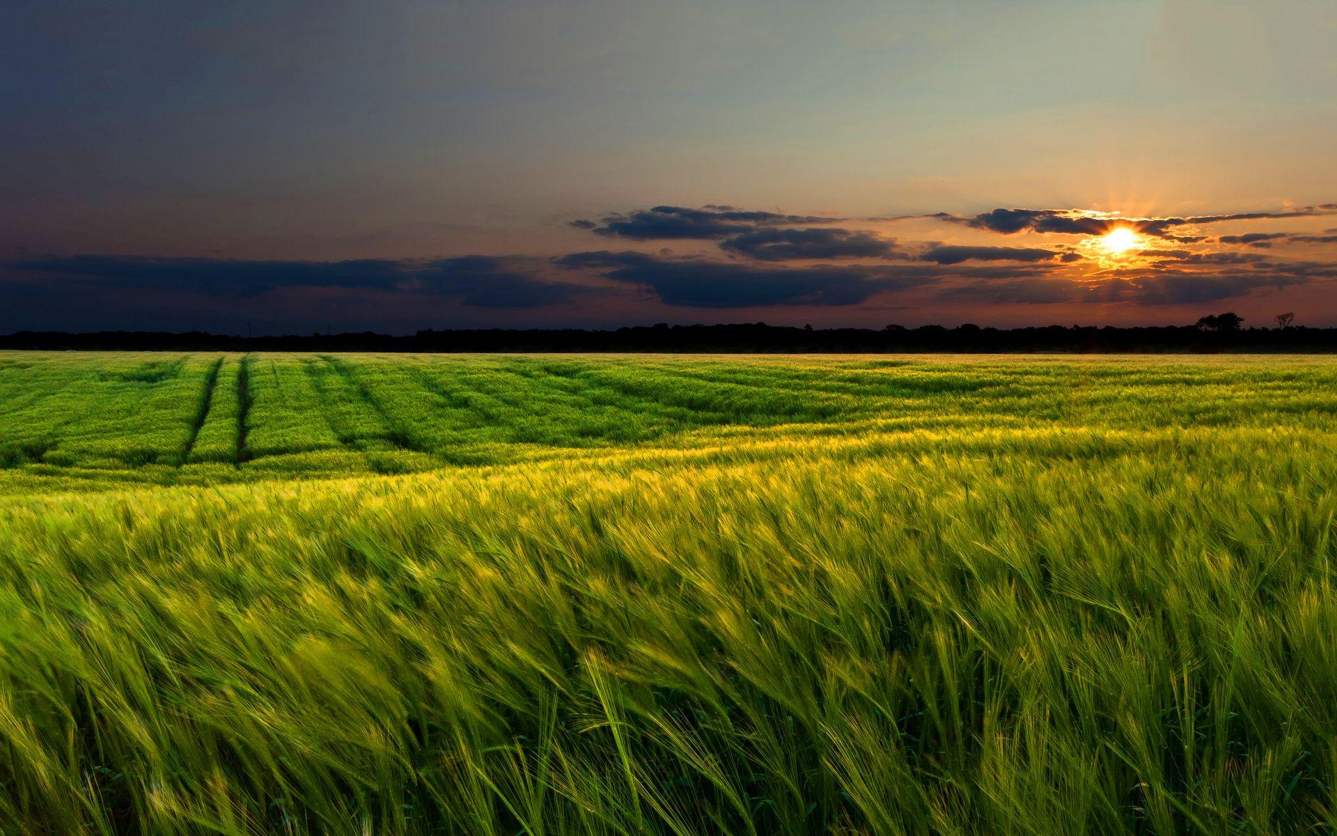 Windy Wheat Field & Sunset wallpaper. Windy Wheat Field & Sunset