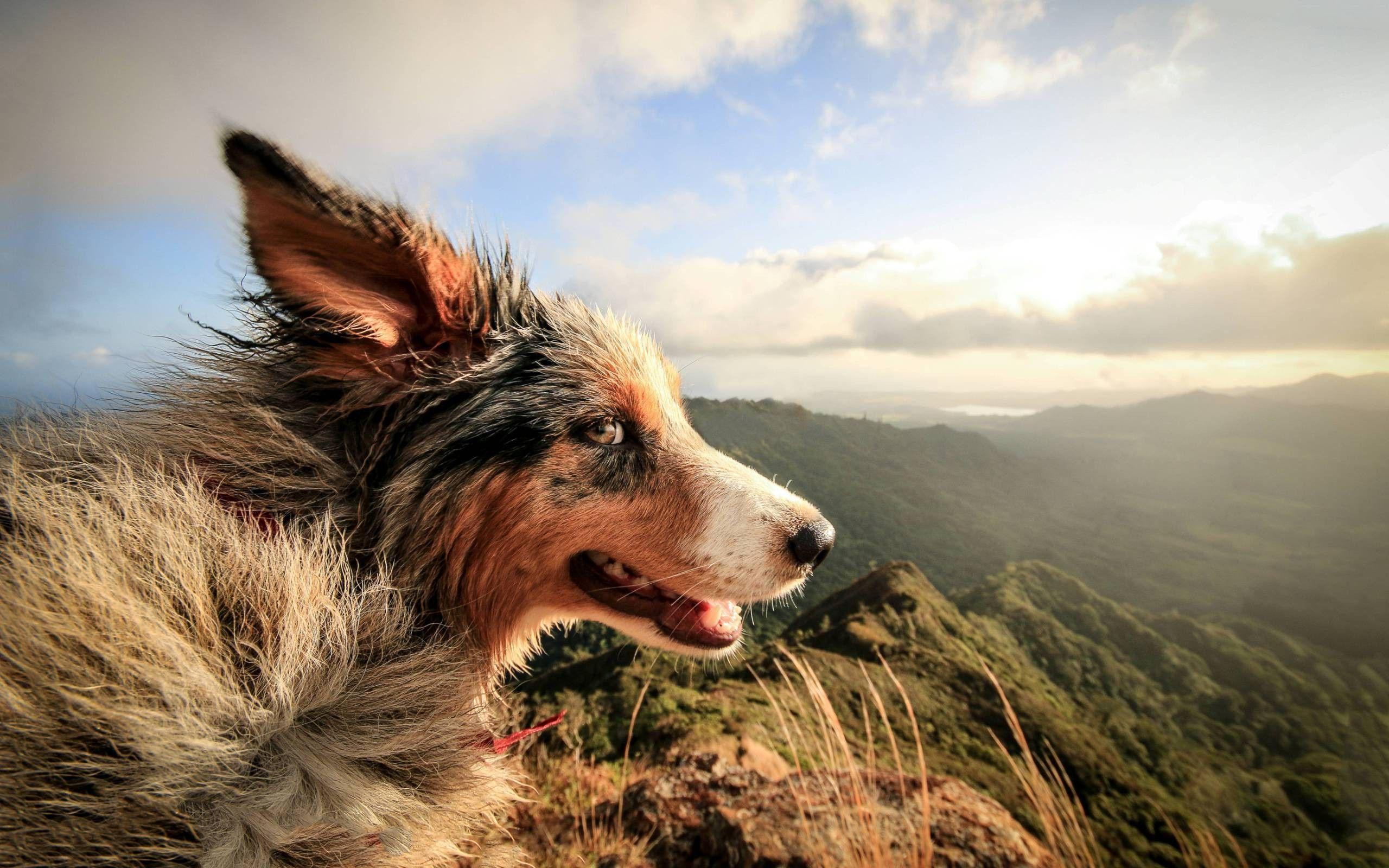 nature, Dog, Landscape, Animals, Windy Wallpaper HD / Desktop