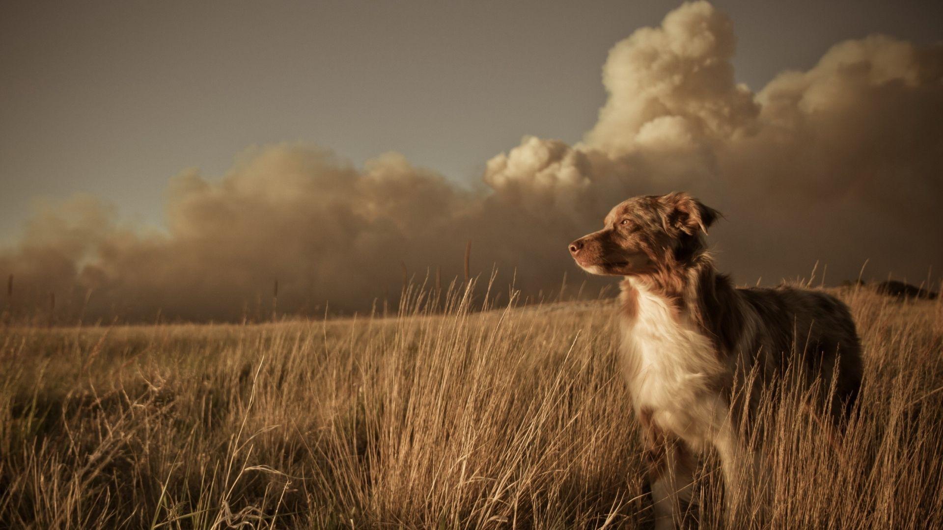 Lonely dog in the windy field with clouds wallpaper download
