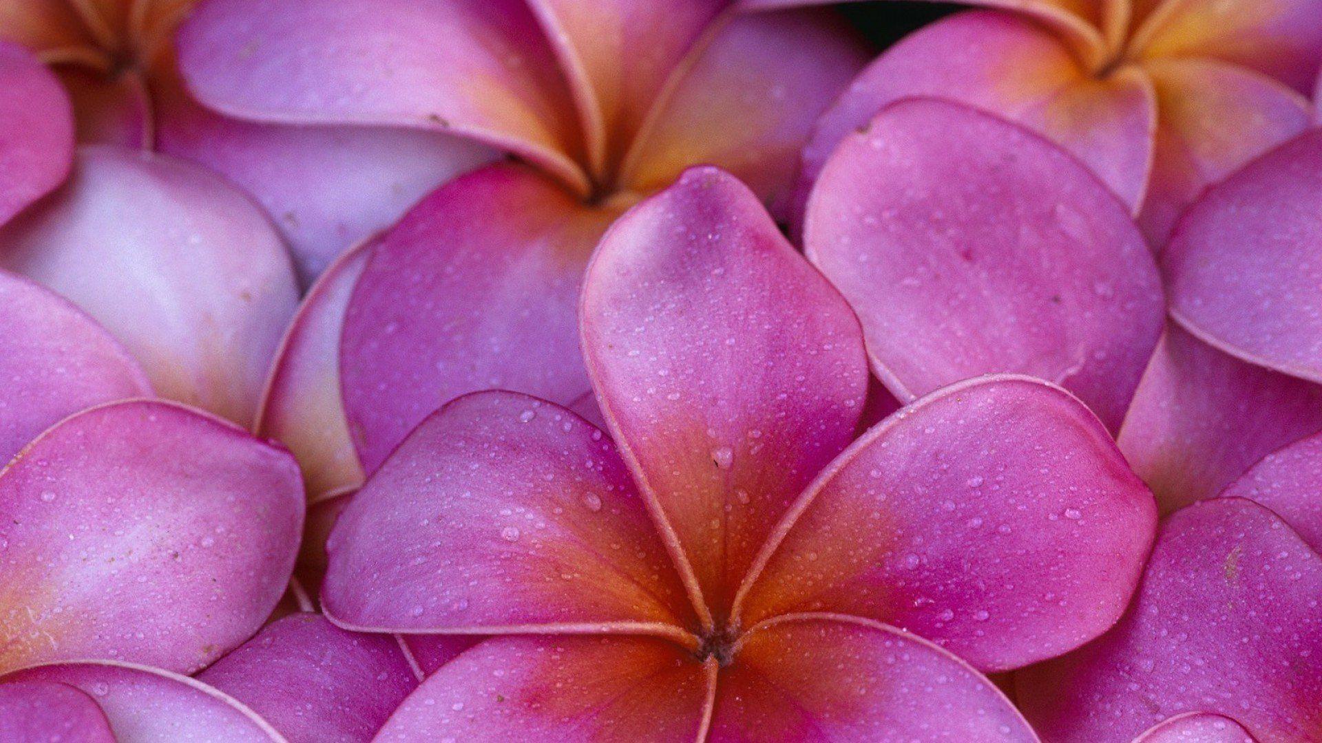 Free Hawaii Flower Wallpaper Image