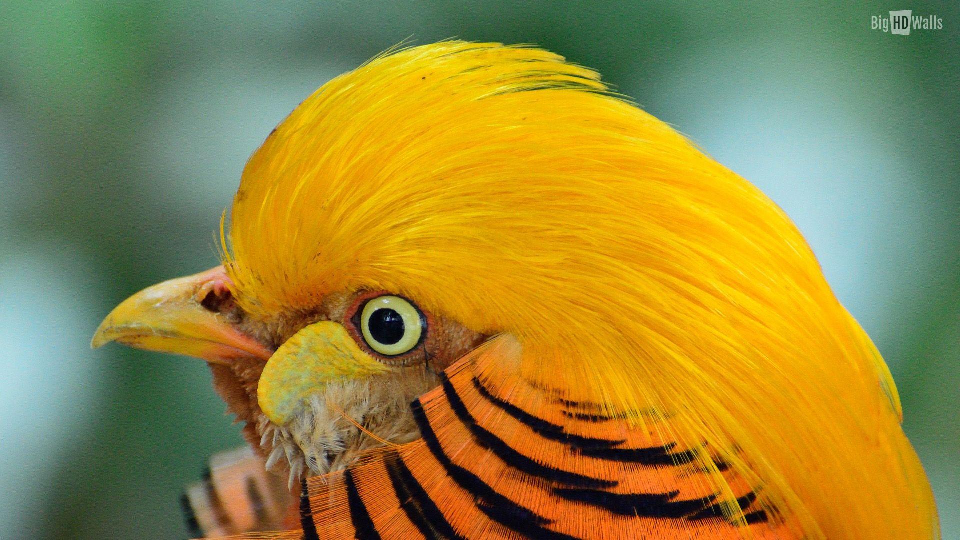 Golden Pheasant Exotic Bird HD Wallpaper