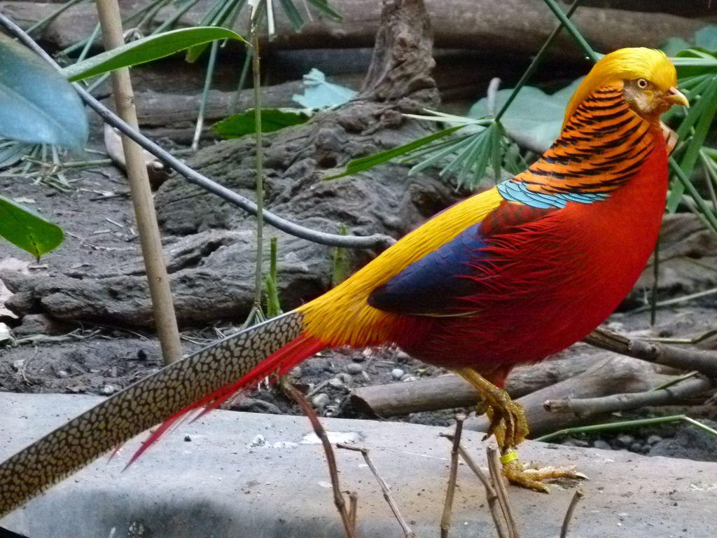 The Golden pheasant or Chinese pheasant, (Chrysolophus pictus) is