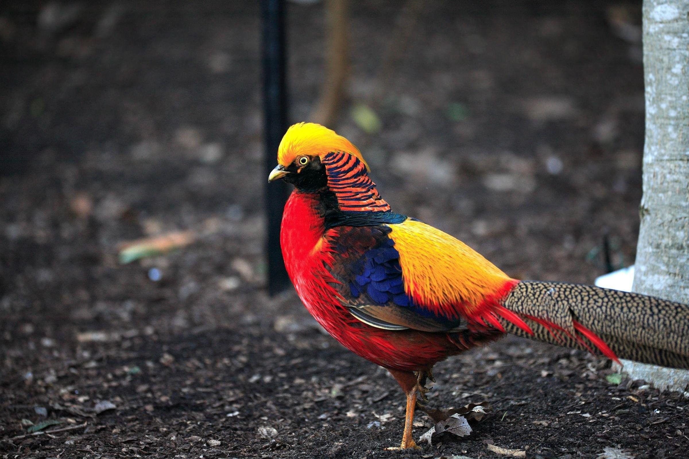 Birds: Golden Gold Pheasant Colorful Bird Best Nature Wallpaper