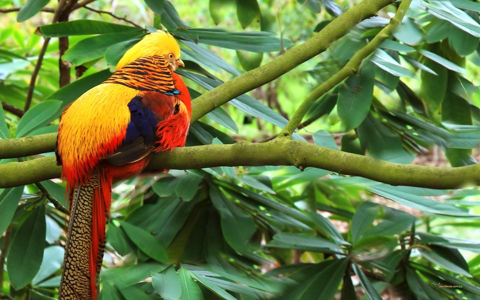 beautiful picture of golden pheasant Download Awesome