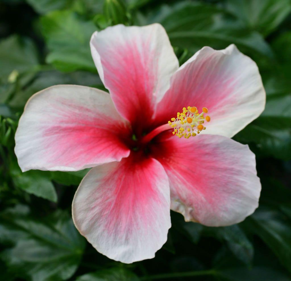 Hawaiian Flowers HD Wallpaper