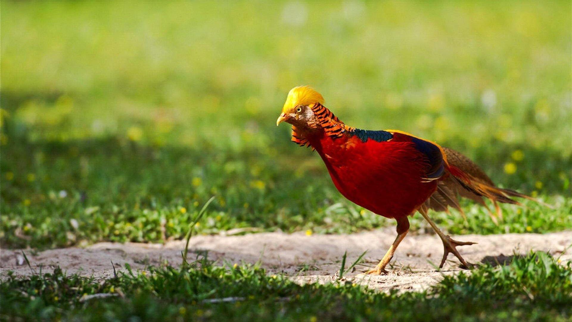 Birds: Golden Bird Colorful Pheasant Gold Wallpaper Birds Photo
