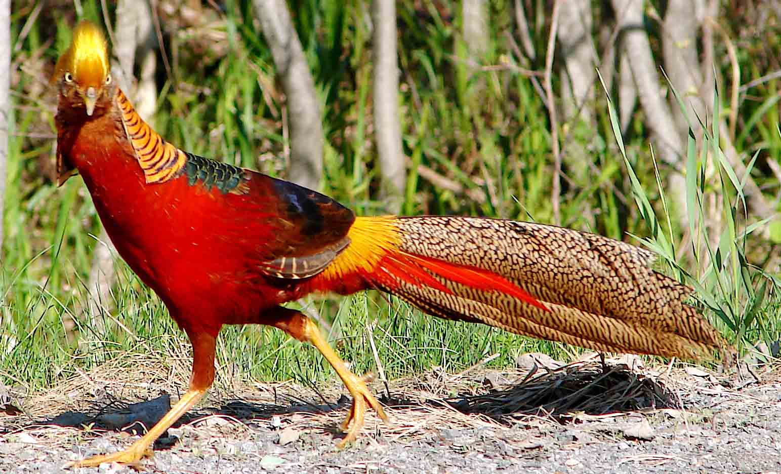Golden Pheasant. Beautiful Bird Basic Facts & Picture. Beauty