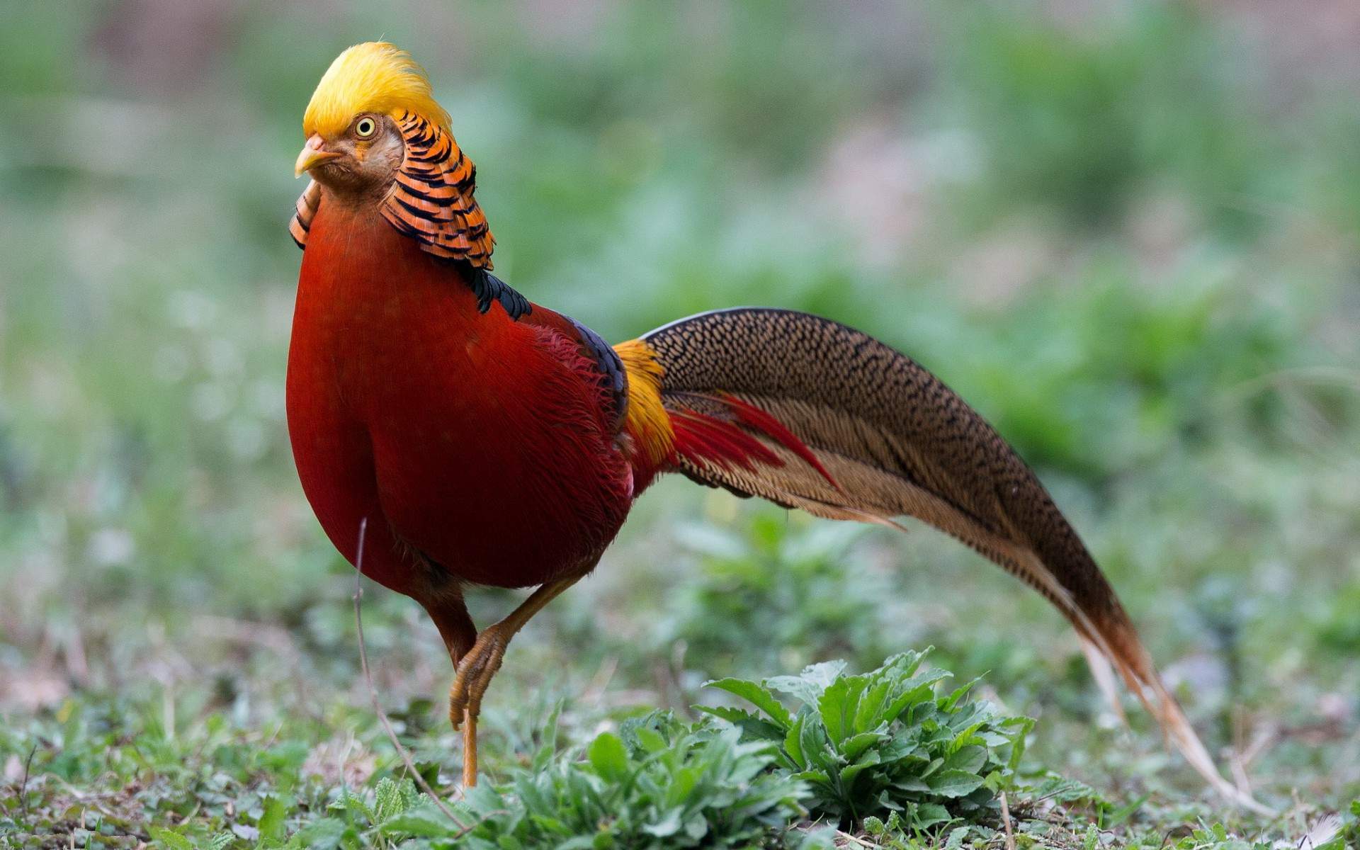 Golden Pheasant Bird Wallpaper HD For Desktop Of Red Bird