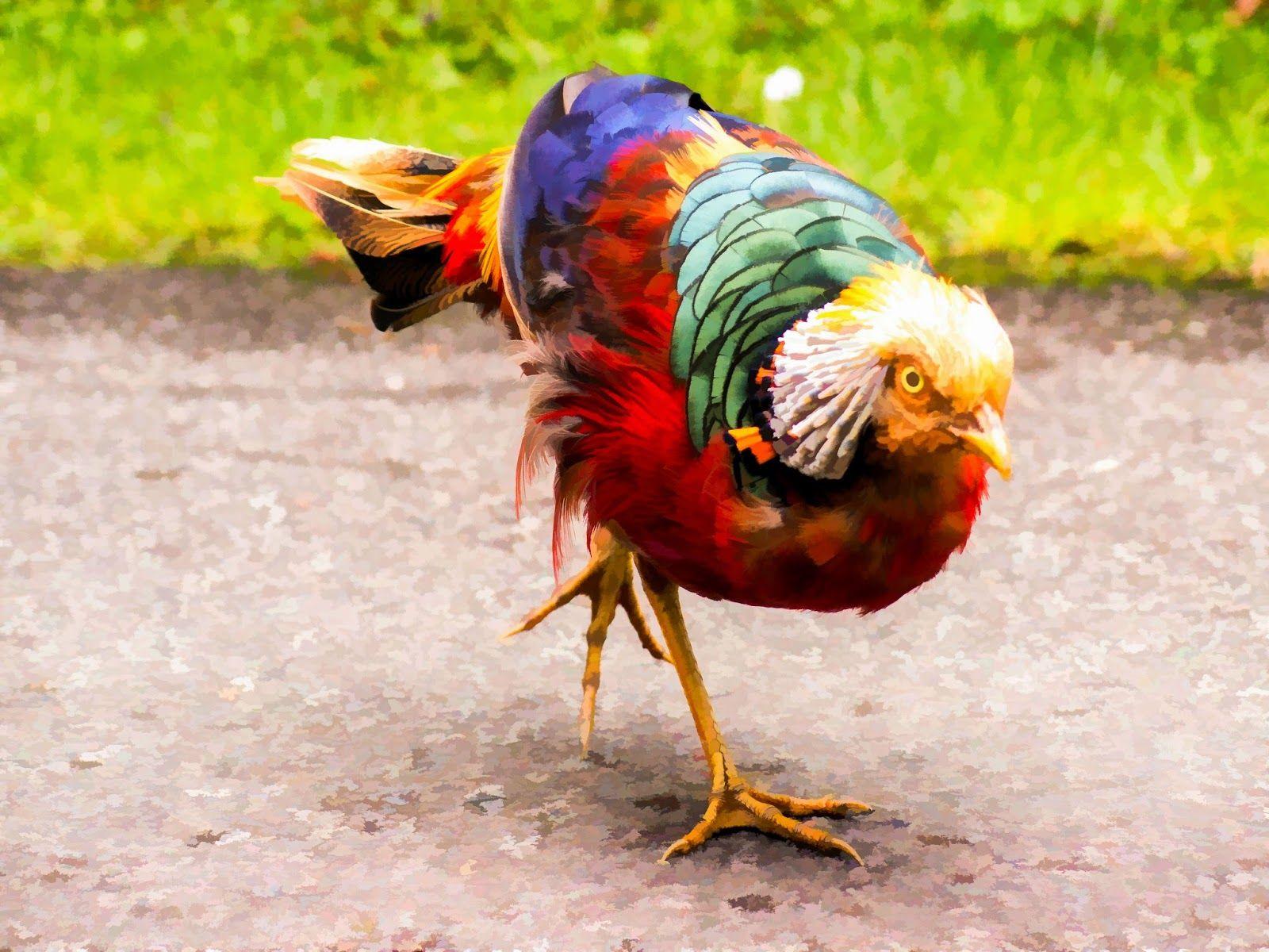 Cock of the Rock: The Gaudy Birds of Kew Gardens