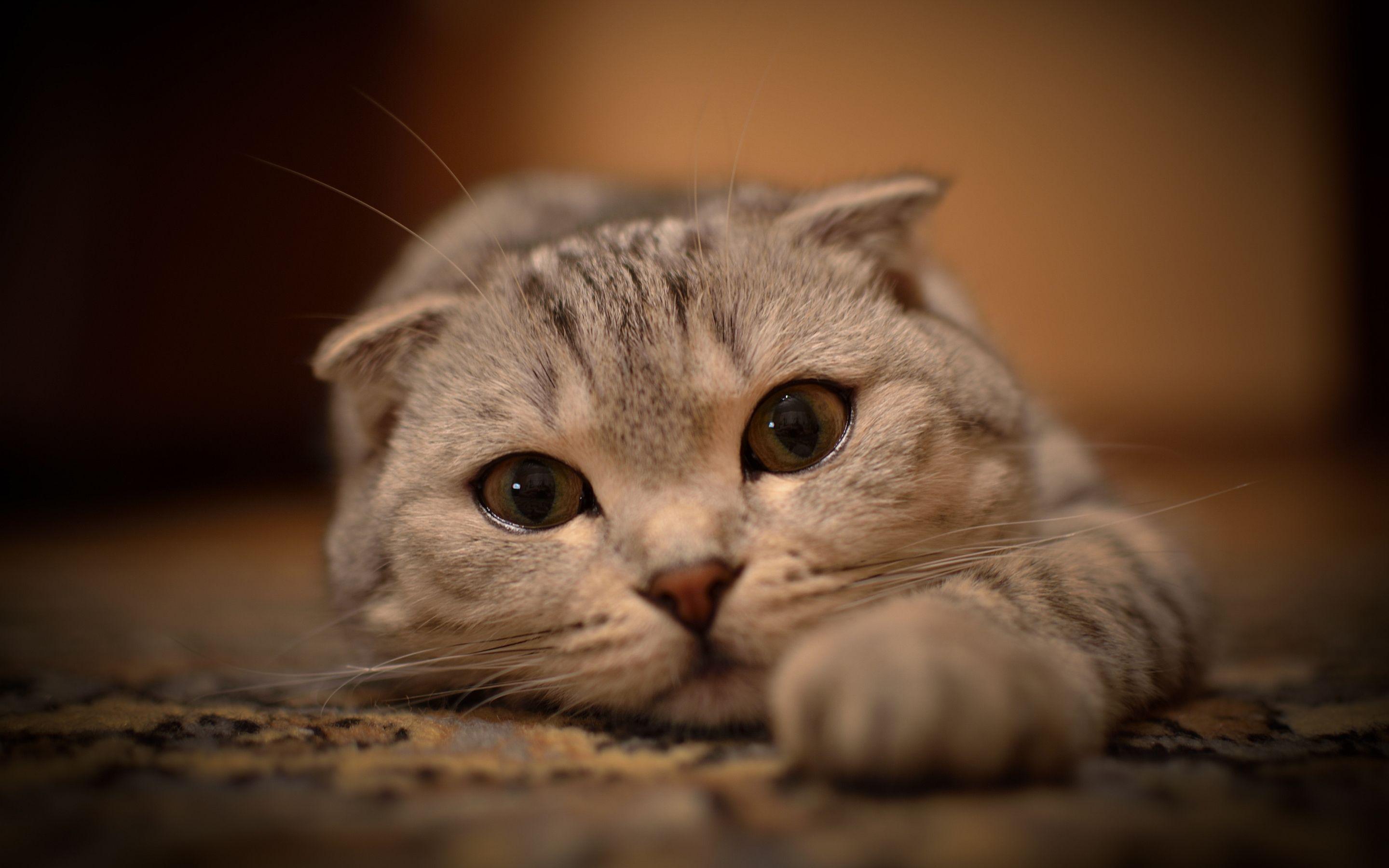 Barn Cat Wallpapers - Wallpaper Cave