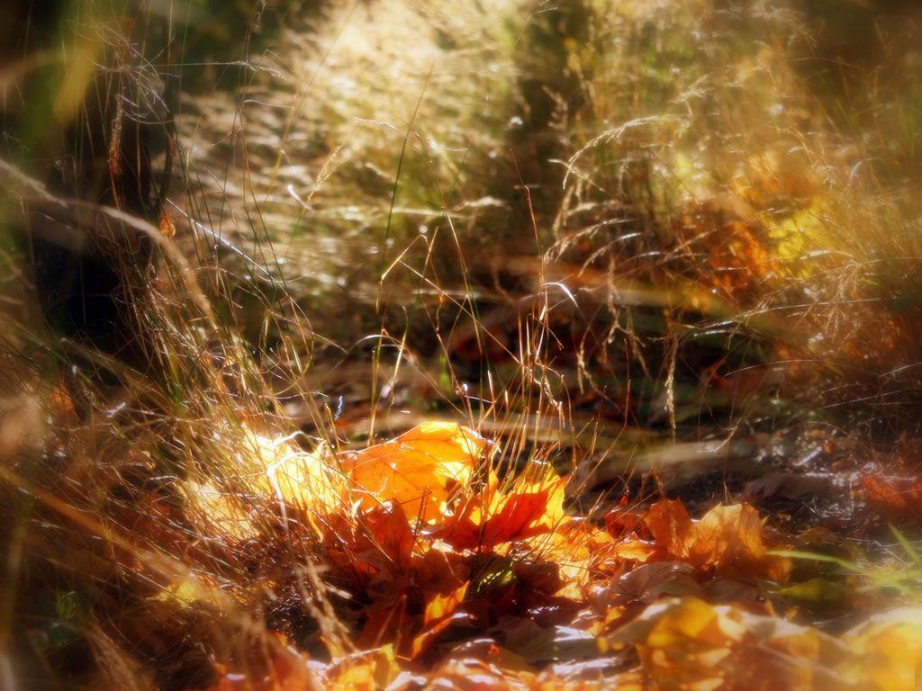 Image result for autumn fairies