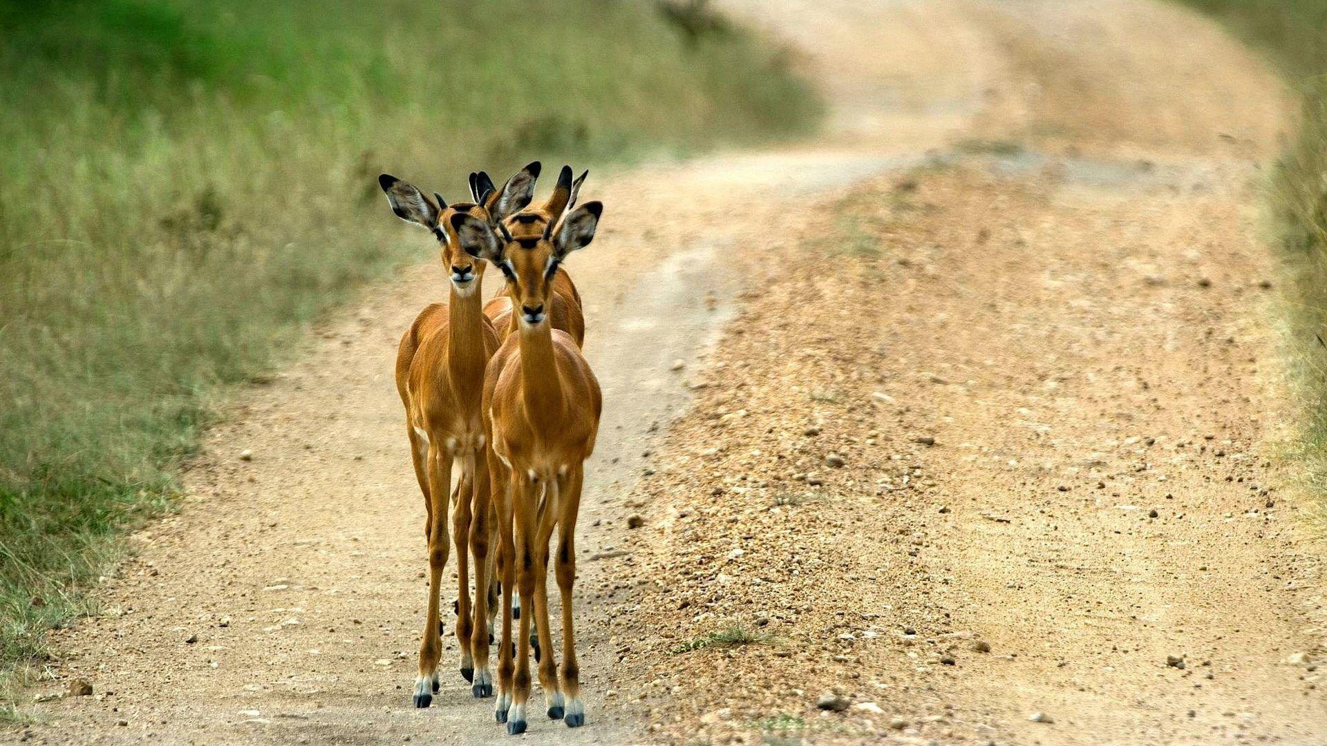 Animals: Impala Animals Uganda Roads Wallpaper Animal HD for HD