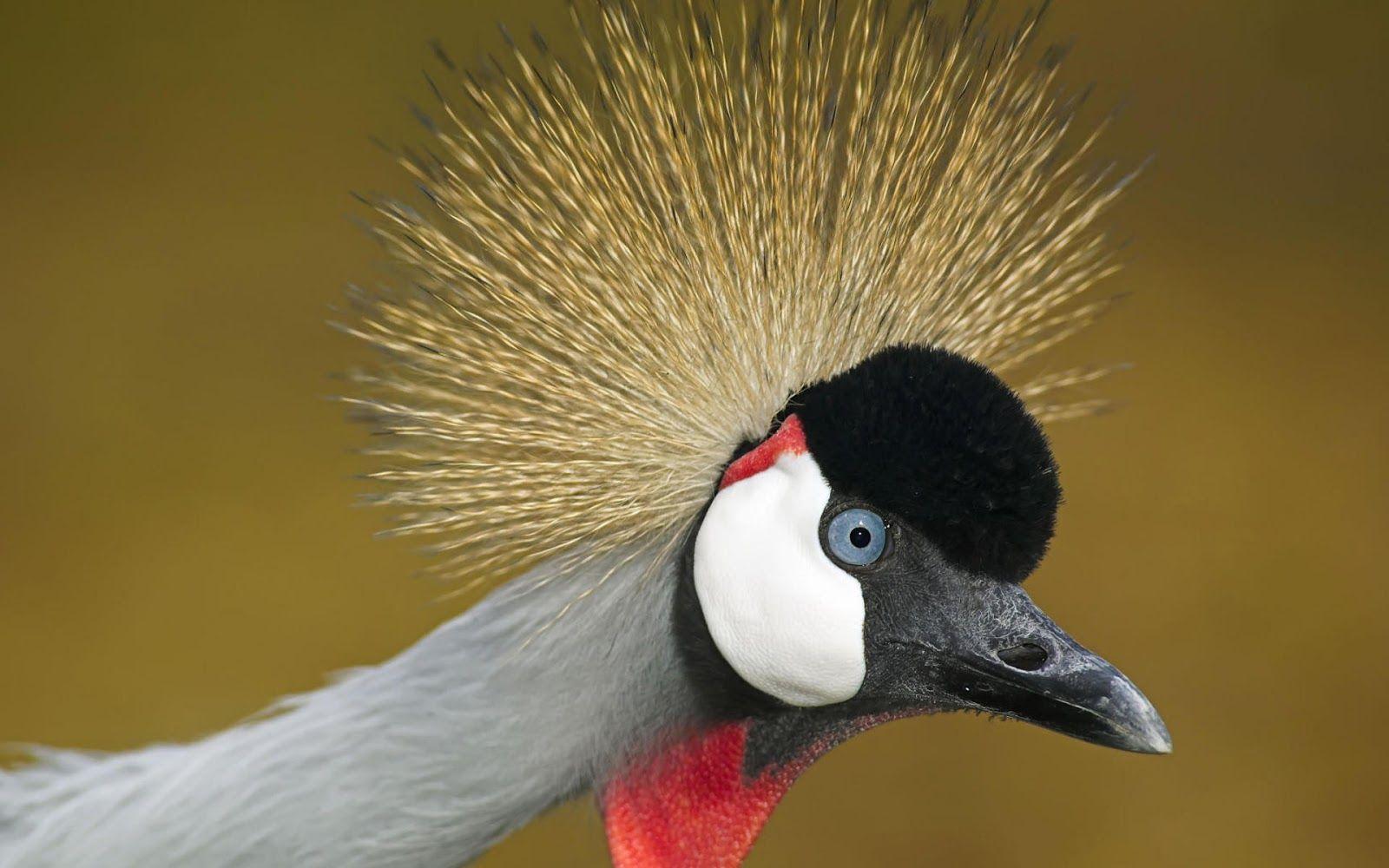 Grey Crowned Crane Uganda National Bird. Full Desktop Background