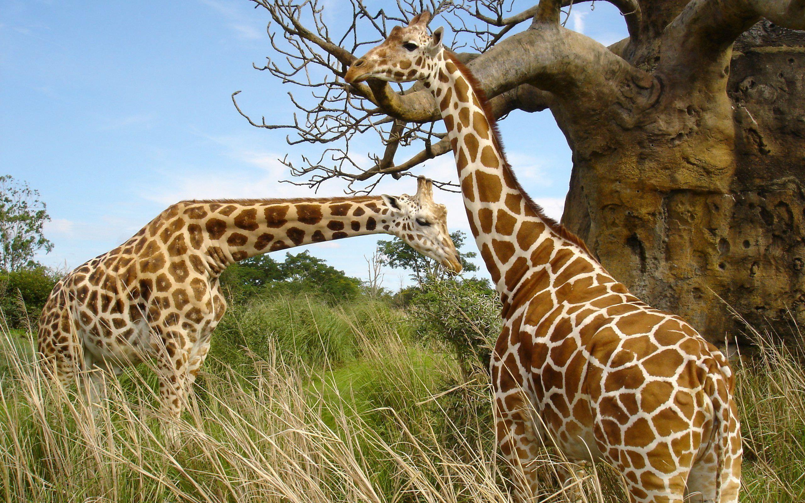 African Giraffe HQ (2560×1600). WILDLIFE