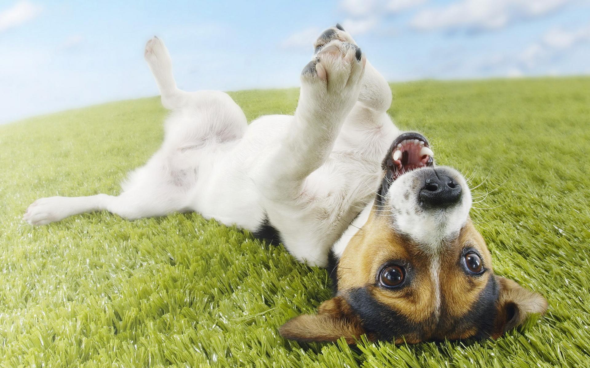 Jack Russell Terrier Wallpaper HD Download