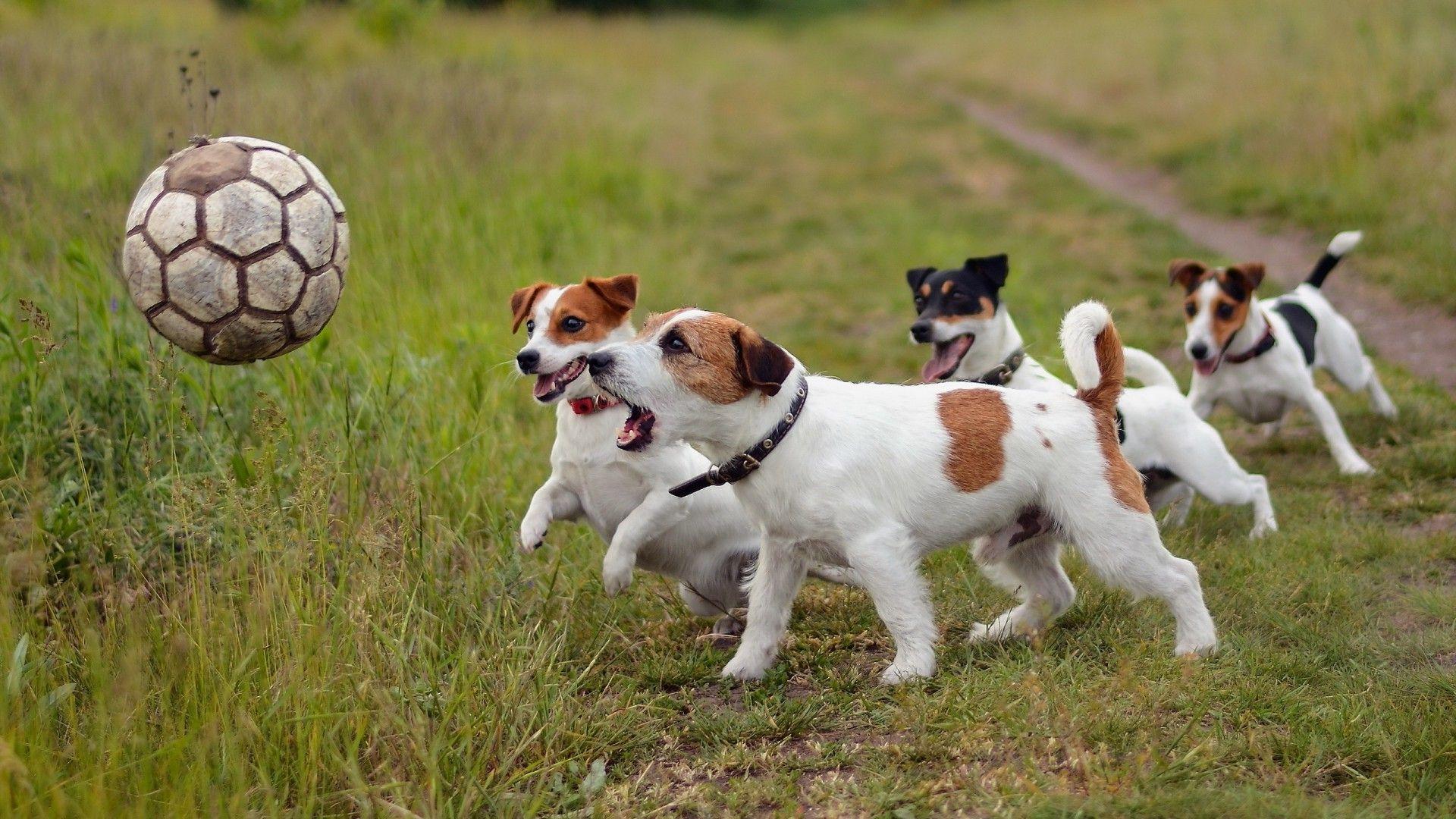 dog, Soccer Ball, Animals, Jack Russell Terrier Wallpaper HD