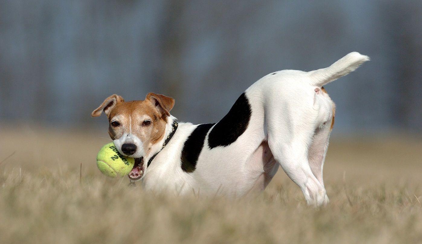 Jack Russell Terrier with a ball photo and wallpaper. Beautiful