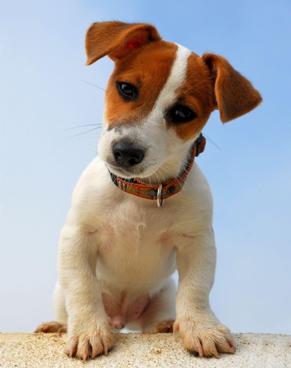 Foto Jack Russell / Jack Russell Terrier ALLEVAMENTO DELLA