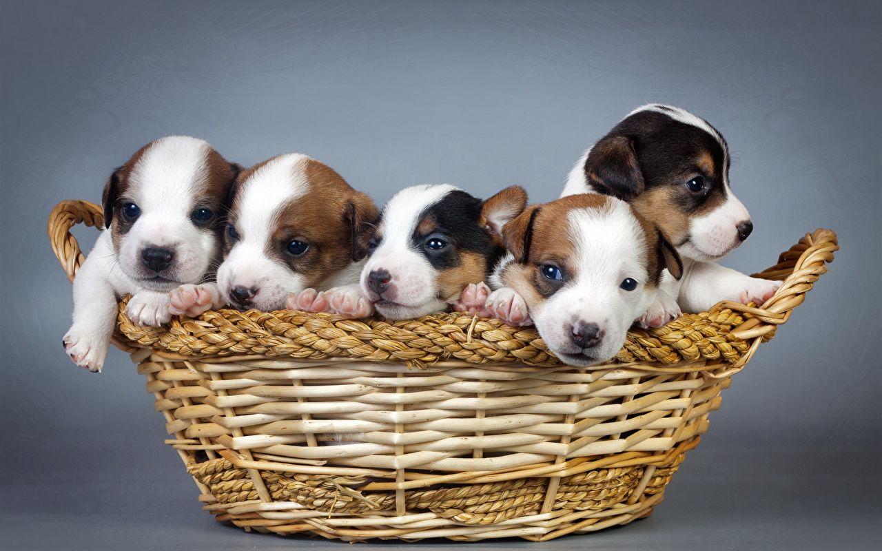 Puppy Jack Russell terrier Dogs Wicker basket Animals