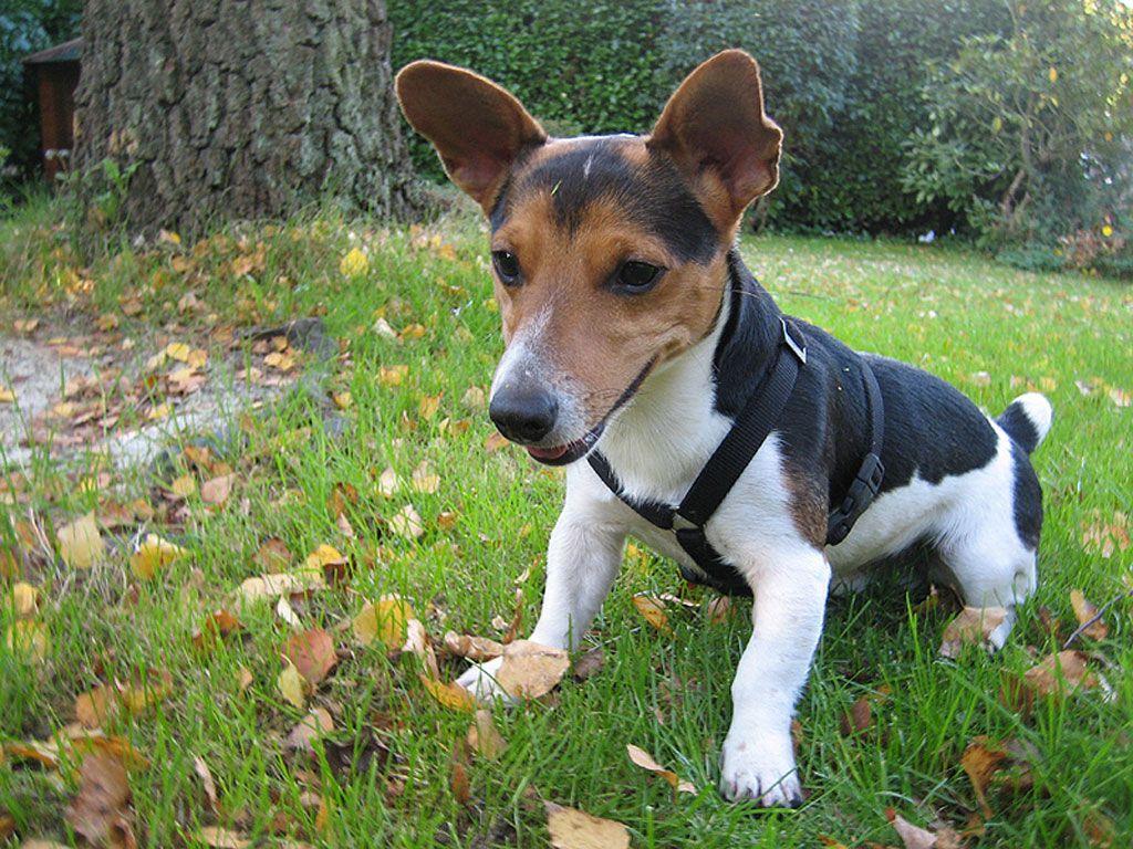 Everything about dogs: My favourite Jack Russell wallpaper